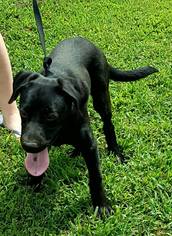 Labrador Retriever-Unknown Mix Dogs for adoption in Cincinnati, OH, USA