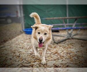 Siberian Husky Dogs for adoption in Charlotte, NC, USA