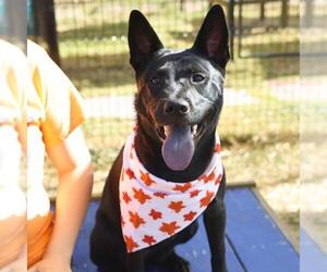 Chow Chow-Unknown Mix Dogs for adoption in San Antonio, TX, USA