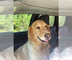 Golden Retriever Dogs for adoption in Cromwell, KY, USA