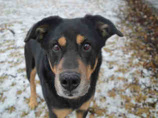 Small Rottweiler Mix