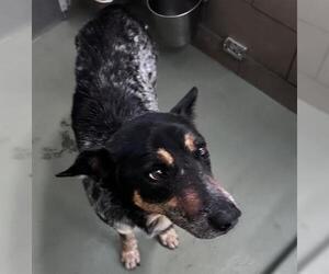Mutt Dogs for adoption in Riverside, CA, USA