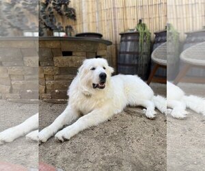 Great Pyrenees Dogs for adoption in Menifee, CA, USA