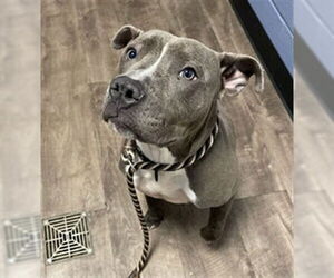 American Pit Bull Terrier Dogs for adoption in Aurora, IL, USA