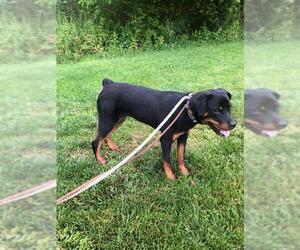 Rottweiler Dogs for adoption in Stephens City, VA, USA