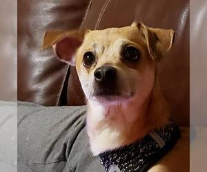 Chihuahua-Unknown Mix Dogs for adoption in Wilmington, DE, USA