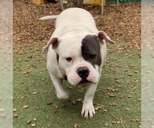 Bulldog Dogs for adoption in Riverwoods, IL, USA