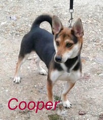 Shiba Inu Dogs for adoption in Stover, MO, USA