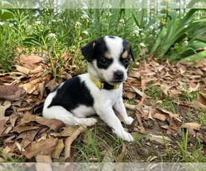 Chihuahua-Unknown Mix Dogs for adoption in Forest, VA, USA