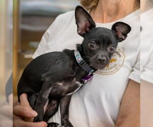 Chihuahua Dogs for adoption in Pacifica , CA, USA
