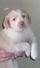 Border-Aussie Dogs for adoption in Vernon, IN, USA
