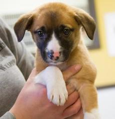 Medium Photo #1 Mutt Puppy For Sale in Bridgewater, NJ, USA