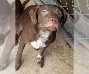 Labrador Retriever Dogs for adoption in Elmsford, NY, USA