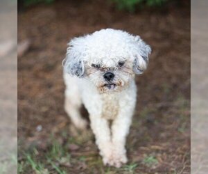 Poodle (Toy) Dogs for adoption in Cumming, GA, USA