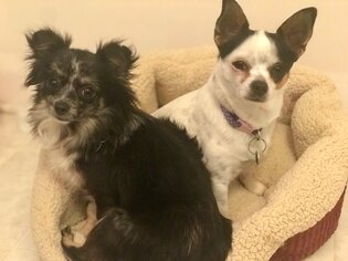 Chiweenie Dogs for adoption in Nashville, TN, USA