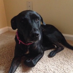 Labrador Retriever-Unknown Mix Dogs for adoption in Jacksonville, FL, USA
