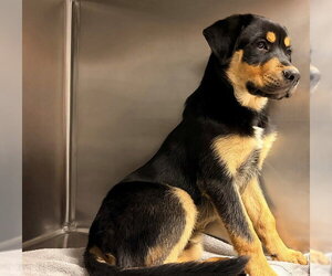 Rottweiler-Unknown Mix Dogs for adoption in Rancho Cucamonga, CA, USA