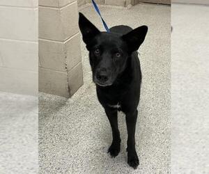 German Shepherd Dog-Unknown Mix Dogs for adoption in Conroe, TX, USA