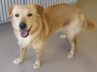 Golden Labrador Dogs for adoption in Johnson City, TN, USA