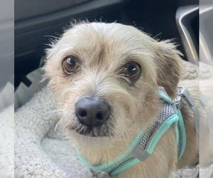 Mutt Dogs for adoption in Woodland, CA, USA