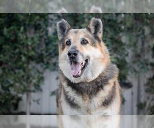 German Shepherd Dog Dogs for adoption in Oceanside, CA, USA