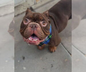 Mutt Dogs for adoption in Las Vegas, NV, USA