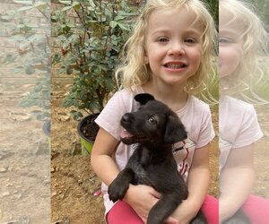 Labrottie Dogs for adoption in Nashville, TN, USA