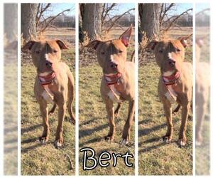 American Pit Bull Terrier-Unknown Mix Dogs for adoption in Tremont, IL, USA