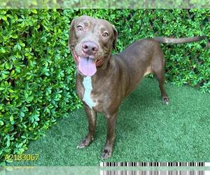 American Pit Bull Terrier Dogs for adoption in West Palm Beach, FL, USA