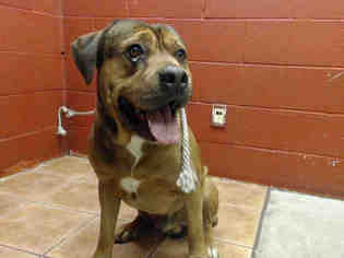 Rottweiler-American Pit Bull Terrier Dogs for adoption in Downey, CA, USA