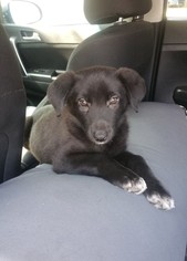 Borador Dogs for adoption in Rosenberg, TX, USA