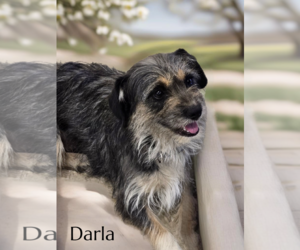 Mutt Dogs for adoption in Phelan, CA, USA