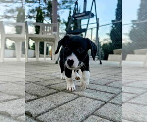 Jack Russell Terrier-Shih Tzu Mix Dogs for adoption in Oro Medonte, Ontario, Canada