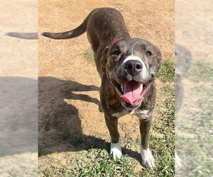 American Pit Bull Terrier Dogs for adoption in Augusta, GA, USA