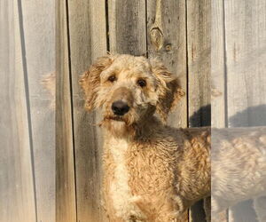Golden Retriever-Unknown Mix Dogs for adoption in Social Circle, GA, USA