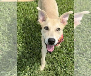 Mutt Dogs for adoption in San Leon, TX, USA