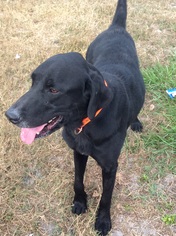 Labrador Retriever Dogs for adoption in New Smyrna Beach, FL, USA