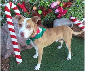 Mutt Dogs for adoption in Oklahoma City, OK, USA