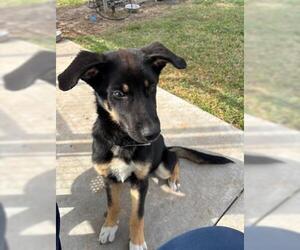 German Shepherd Dog-Unknown Mix Dogs for adoption in Houston, TX, USA
