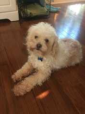 Maltipoo Dogs for adoption in Durham, NC, USA