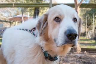 Anatolian Shepherd-Great Pyrenees Mix Dogs for adoption in Spring, TX, USA