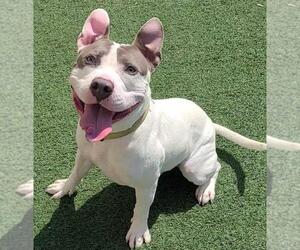 American Pit Bull Terrier-Staffordshire Bull Terrier Mix Dogs for adoption in Rockwall, TX, USA
