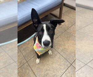 Border Collie-Unknown Mix Dogs for adoption in Dana Point, CA, USA
