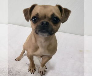 Chug Dogs for adoption in Batavia, OH, USA