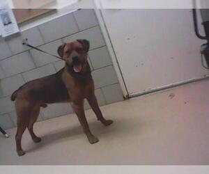 Rottweiler-Unknown Mix Dogs for adoption in Nashville, TN, USA