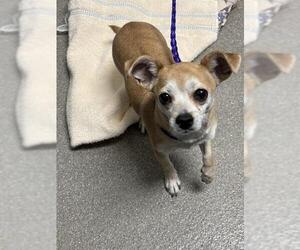 Chihuahua-Unknown Mix Dogs for adoption in Las Vegas, NV, USA