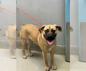 Mastiff-Unknown Mix Dogs for adoption in Las Vegas, NV, USA