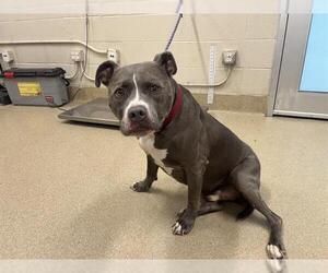 American Staffordshire Terrier-Unknown Mix Dogs for adoption in Grand Prairie, TX, USA