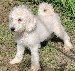 Labradoodle Dogs for adoption in Commerce, GA, USA