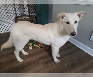- Mix Dogs for adoption in Hoffman Estates, IL, USA